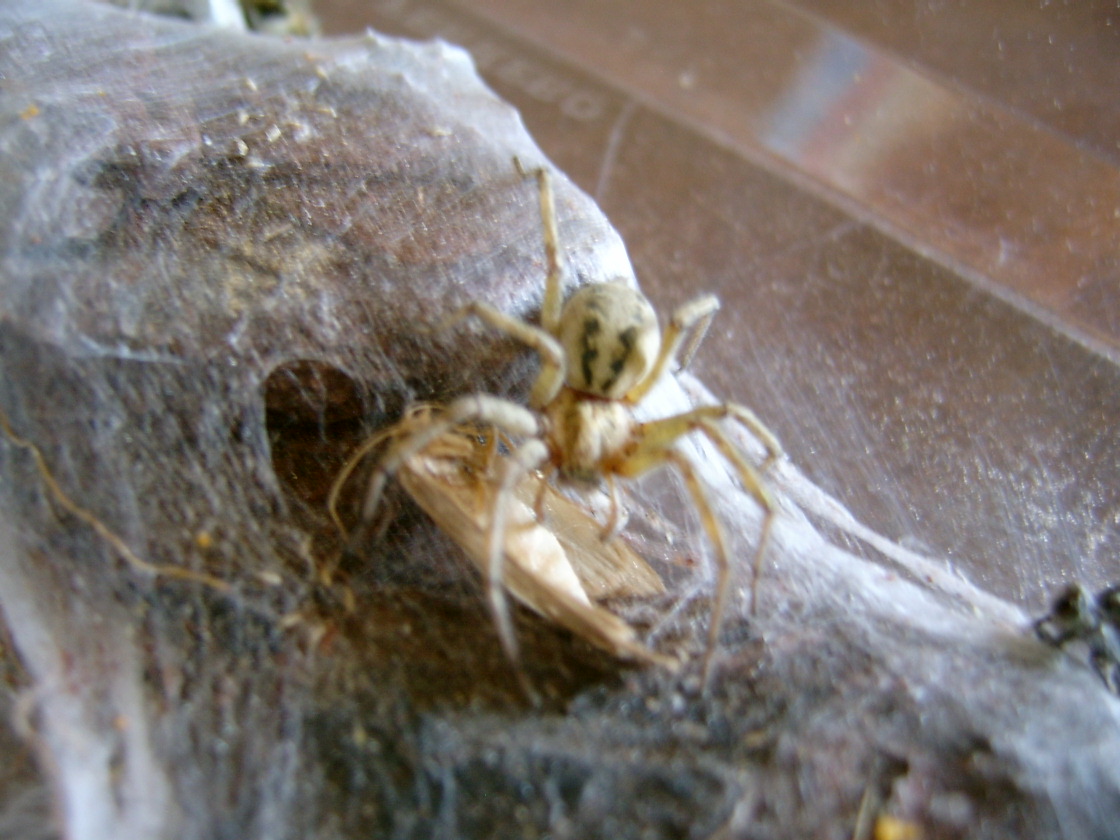 Agelenidae